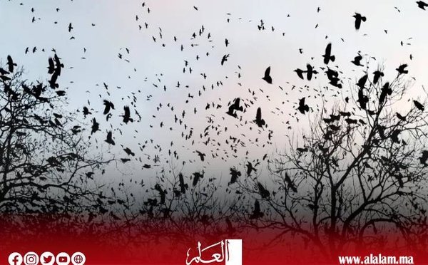 الغربان تحتل سماء تل أبيب والذئاب تحتل أرضها.. هل هي نهاية إسرائيل