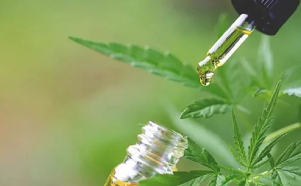 دراسة دولية: تعاونيات القنب بالمغرب تقود نموذجا بيئيا مستداما وتفتح آفاق صناعة زيت عالية القيمة