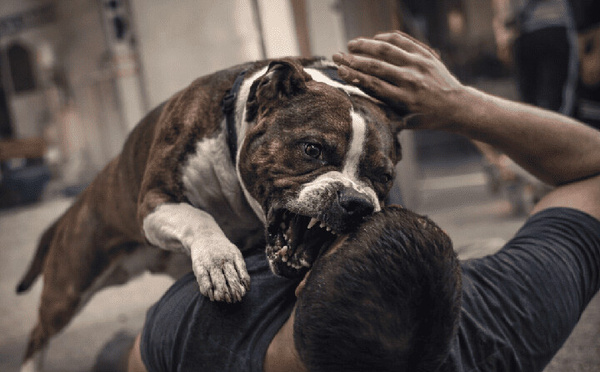 كلاب “بيت بول” تودي بحياة صاحبها داخل منزله بـ"حومة إسبانيول" بطنجة