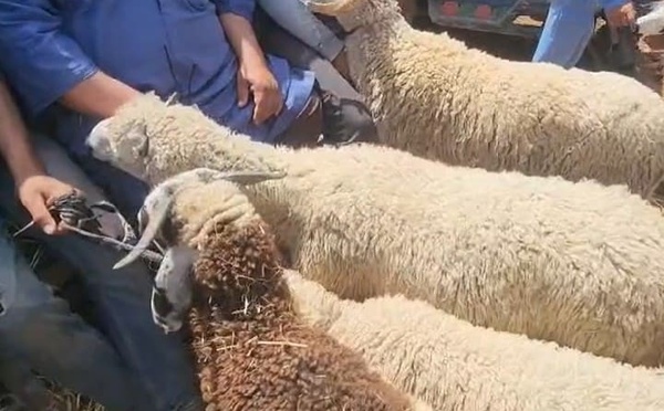 الجديدة: أسعار متضاربة للأضاحي  وقدرة شرائية متبرمة ومتضجرة من الغلاء