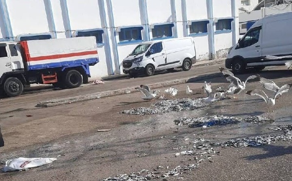 استياء بميناء الحسيمة بعد التخلص من كميات كبيرة من السردين الصغير وسط مطالب بحماية الثروة السمكية