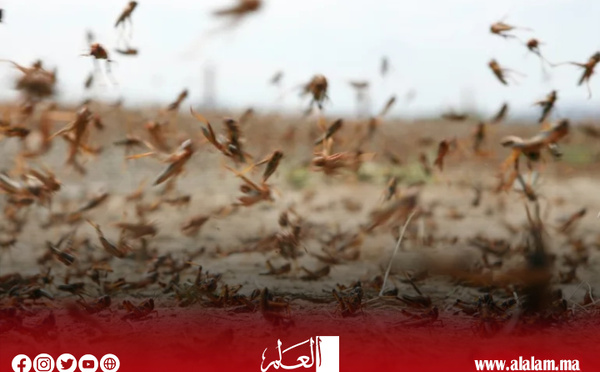 الجراد الصحراوي يستوطن الأقاليم الجنوبية و«الفاو» تدق ناقوس الخطر
