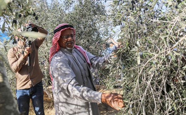 بدعم مغربي.. إطلاق حملة "عونة" لمساندة قاطفي الزيتون في القدس