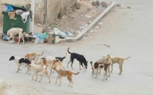 الكلاب الضالة بالحسيمة ترسل 6 اشخاص الى المستسفى