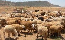 حكاية أسواق الأغنام بوجدة و النواحي