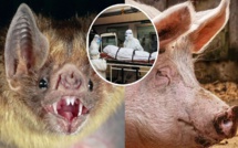 ظهور‭ ‬‮«نيباه»‬‭ ‬بالهند‭ ‬ينبئ‭ ‬بوباء‭ ‬عالمي‭ ‬على‭ ‬غرار‭ ‬كورونا