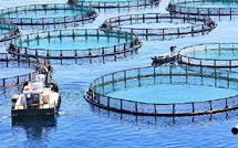 المغرب نموذج رائد في تربية الأحياء المائية المستدامة وتحقيق الأمن الغذائي