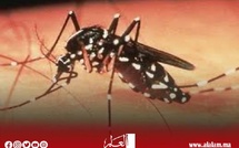 البعوض يغزو الحسيمة وسط صمت الجهات المختصة