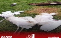 نفوق أسراب من طائر اللقلاق يثير تساؤلات مزارعي الأرز