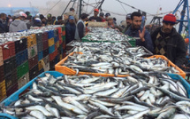 فضيحة صيد بحري" بميناء الجرف الأصفر... بين أعين مغمضة وتواطؤ محتمل!