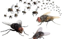 الحسيمة.. الذباب يغزو الفضاءات العمومية وسط مطالب بتدخل عاجل للبلدية