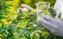 القنب‭ ‬الهندي‭ ‬المغربي‭ ‬يفرض‭ ‬نفسه‭ ‬كموضوع‭ ‬هام‭ ‬في‭ ‬الصحف‭ ‬الدولية