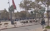 انتشار الكلاب الضالة بامزورن بشكل مخيف ومطالب للمجلس البلدي والسلطات بالتخرك