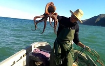 الأخطبوط في فترة استراحة: تدابير صارمة لضمان الاستدامة البحرية