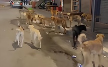 أمزورن  انتشار 15 كلباً ضالاً يثير مخاوف الساكنة قبيل الدخول المدرسي