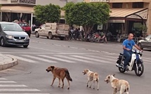 وجدة: الكلاب الضالة تهدد سلامة المواطنين ووقوع ضحايا