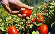 تحقيق "لونسا" يبرئ طماطم "سوريز" مما نسب إليها