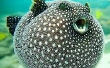 اكتشاف غير مسبوق: سمكة بالون سامة ترصد بسواحل الحسيمة