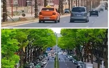 غرس الأشجار.. ملتمس من ساكنة الدارالبيضاء إلى الوالي مهيدية وباقي المسؤولين