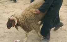 الحكم على "فراقشي جزار" في سلا بخمس سنوات سجنا نافذا