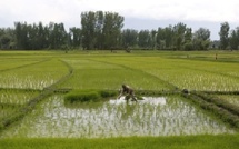 تساقطات مطرية تنعش السدود والمزروعات والجديدة وآسفي تتصدران بأعلى المعدلات