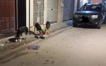 الحسيمة.. انتشار مقلق للكلاب الضالة يثير مخاوف الساكنة ويعرقل الحياة اليومية