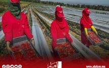 حقول الفراولة تستدعي نساء المغرب.. آلاف العاملات يعبرن المتوسط لإنقاذ موسم الزراعة في إسبانيا