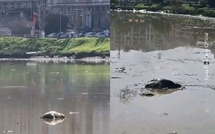 مشاهد صادمة لحيوانات نافقة تقلق القنيطريين وتدق ناقوس الخطر البيئي