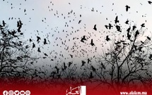 الغربان تحتل سماء تل أبيب والذئاب تحتل أرضها.. هل هي نهاية إسرائيل؟